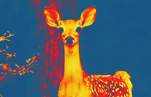 Thermal Imaging, Night Vision and Infrared Camera Systems