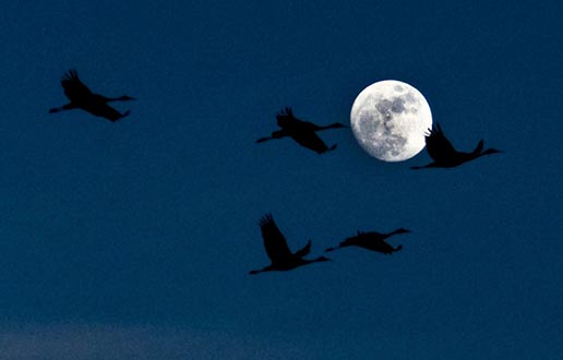 Birdwatching at night - October 8, 2021
