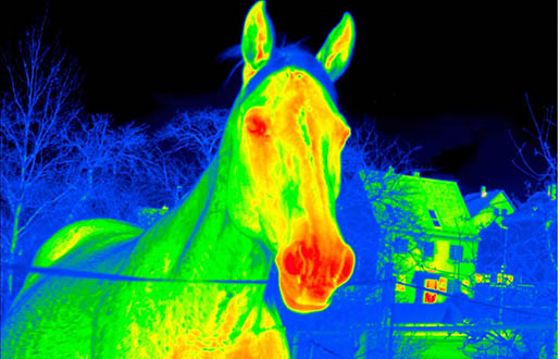 Kuinka lämpökuvaus voi auttaa hevosia ja eläinlääketieteessä – 11