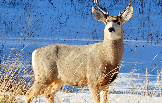 Caça nas montanhas de inverno. Como sobreviver e não se tornar uma presa? - 1º de dezembro de 2023