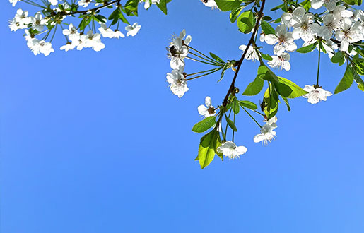 Le printemps en Europe. Où passer de courtes vacances. - 31 janvier 2024